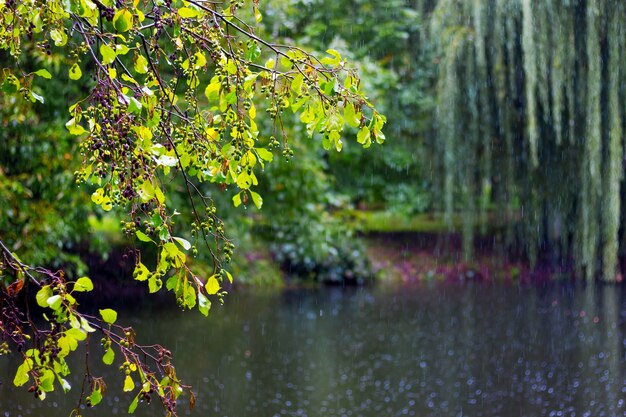 Während des Regens hängen Äste über dem Teich des Stadtparks