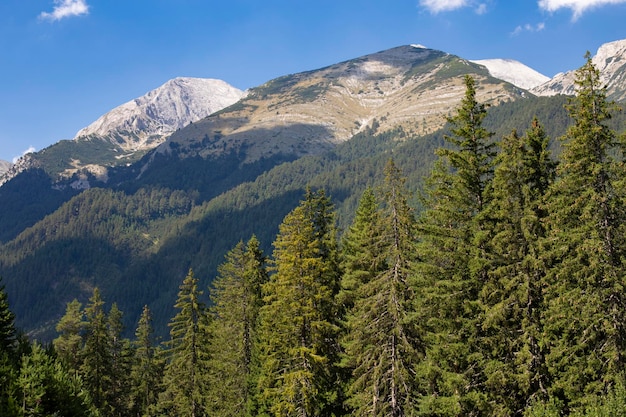 Foto wälder, die sich auf den hügeln des pirin-nationalparks in bulgarien ausbreiten