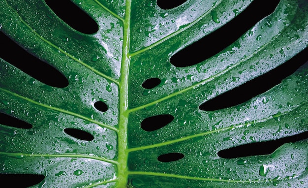 Wässern Sie Tropfen auf Monstera-deliciosa oder Schweizer Käsepflanzetröpfchen tropischer Blatthintergrund