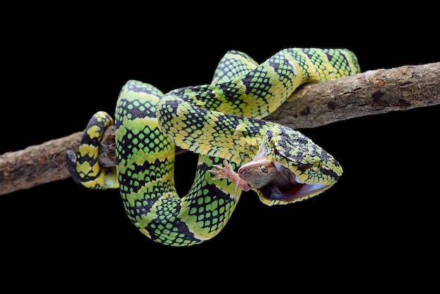 Wagler pit viper em fundo preto