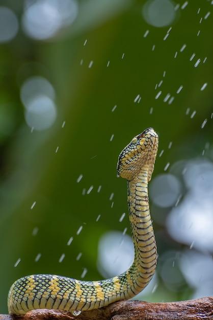 Foto waglers grubenotter auf ast