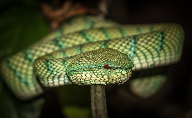 Foto waglers pit viper en borneo, malasia