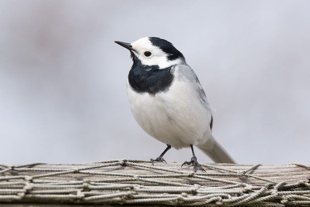 Wagtail en la hierba