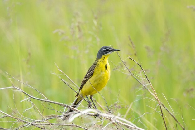 Wagtail en una rama