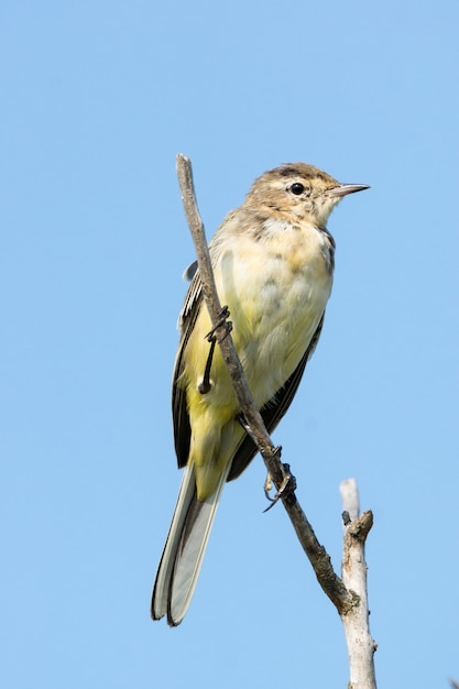 Wagtail en un registro