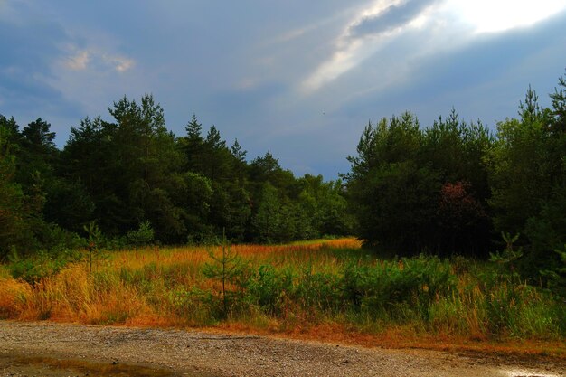 Foto wahner heide cerca de colonia