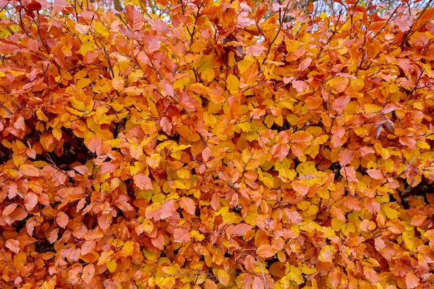 Wahre Natur Nützlich als Hintergrund