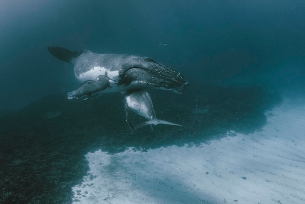 Foto wal schwimmt im meer