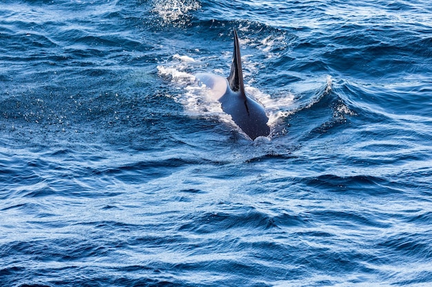 Foto wal schwimmt im meer