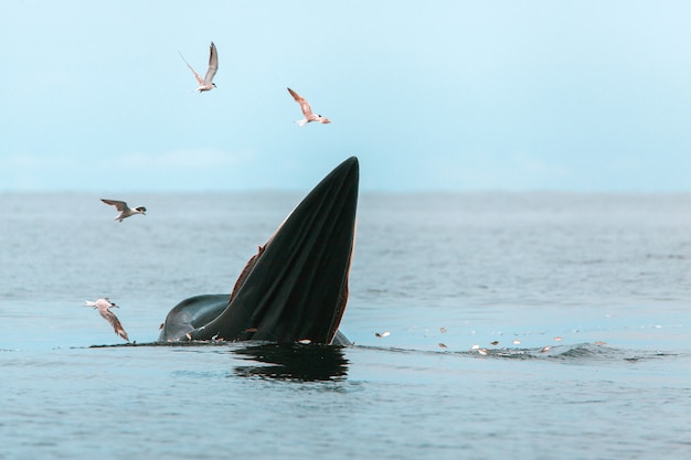 Wal und Möwen am Meer