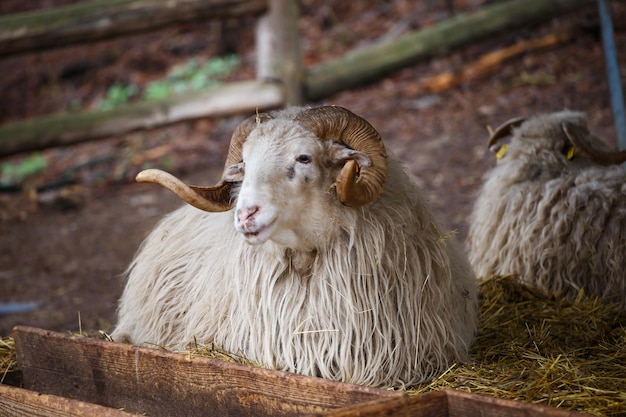 Walachisches Schaf Ovis orientalis aries