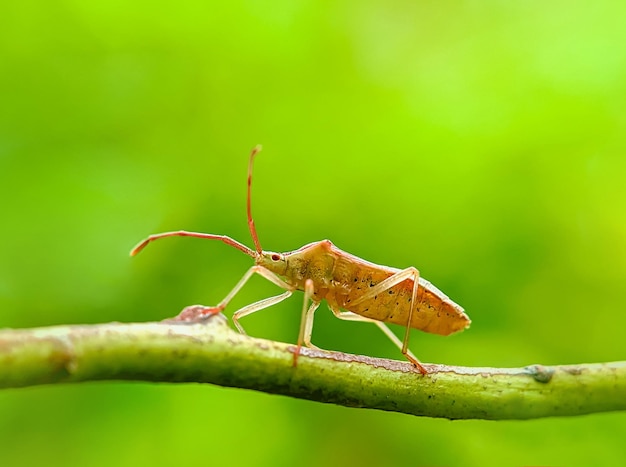 Foto walang sangit leptocorisa oratorius com fundo desfocado este animal também é uma praga para as plantas