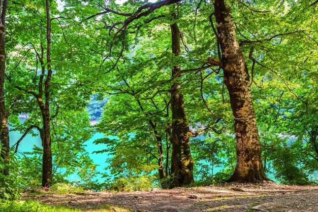 Wald am Biogradskoe See an einem sonnigen Sommertag