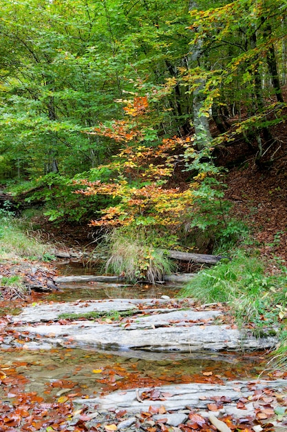 Wald am Fluss im Herbst