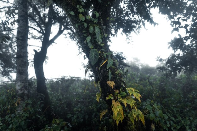 Wald am nebligen Regentag, Farne und Bäume and