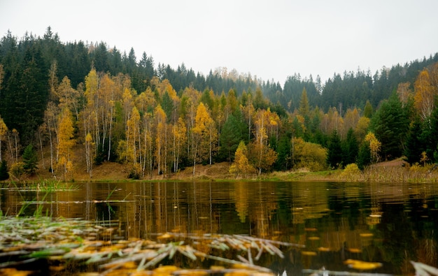 Wald am See im Herbst, Polen