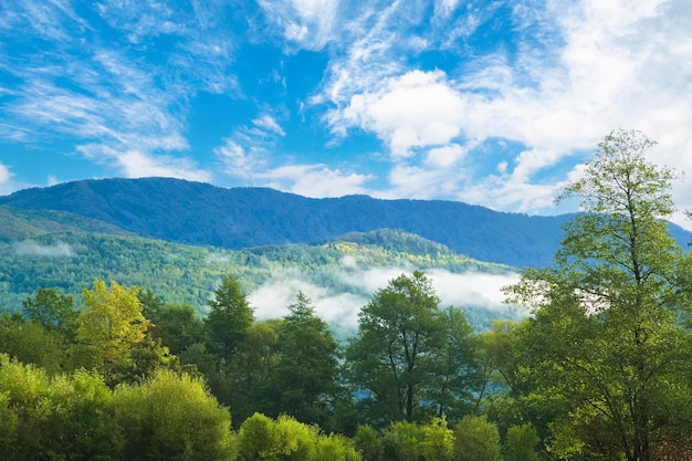 Wald auf dem Hintergrund der Berge im Morgennebel