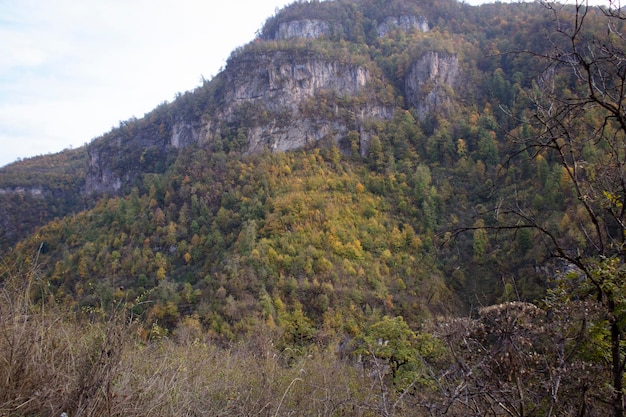 Wald auf den Bergen