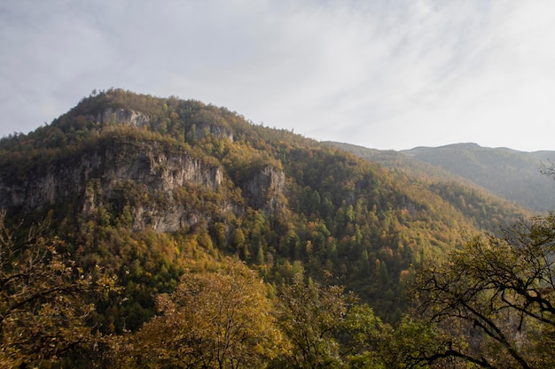 Wald auf den Bergen