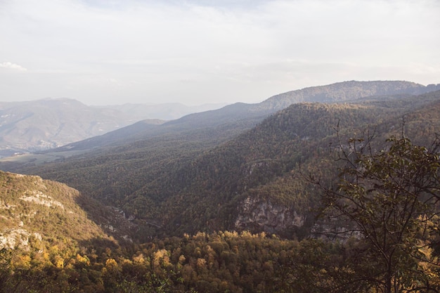 Wald auf den Bergen