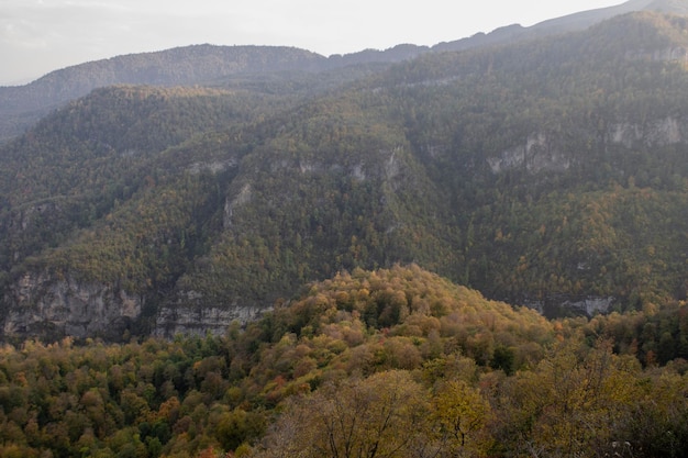 Wald auf den Bergen