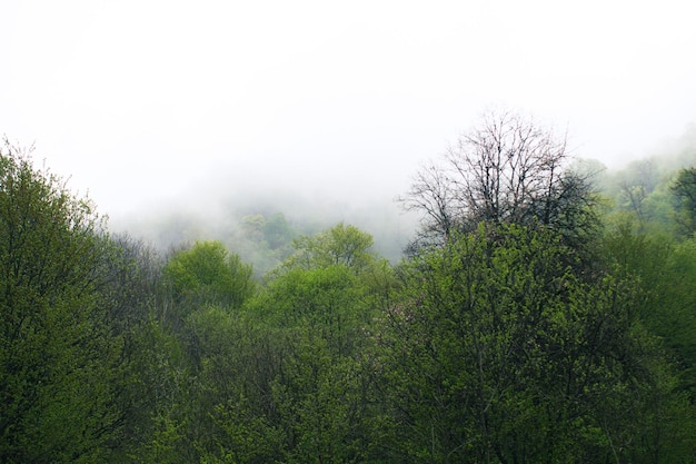 Wald auf den Hügeln bei Nebel