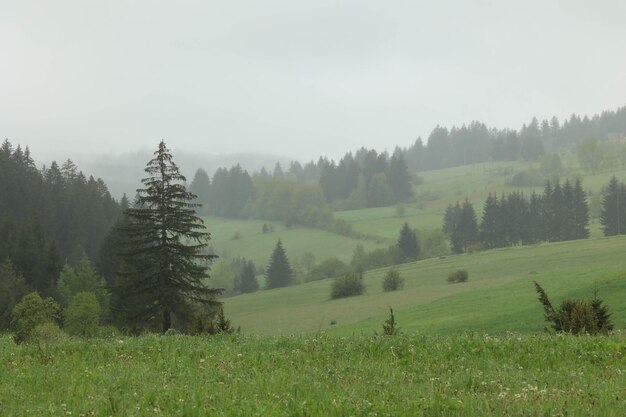 Wald auf den Hügeln im Nebel nach dem Regen