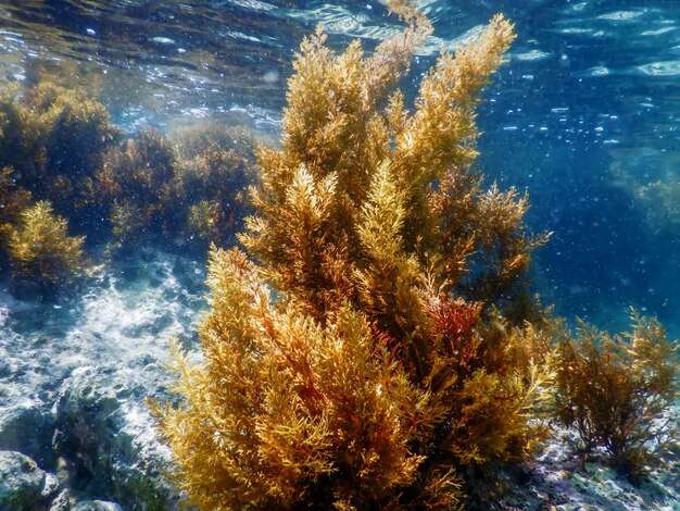 Wald aus Algen, Algen, Unterwasseralgen, seichtes Wasser in der Nähe der Oberfläche