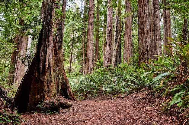 Wald aus alten Redwood-Bäumen mit einfachem Wanderweg