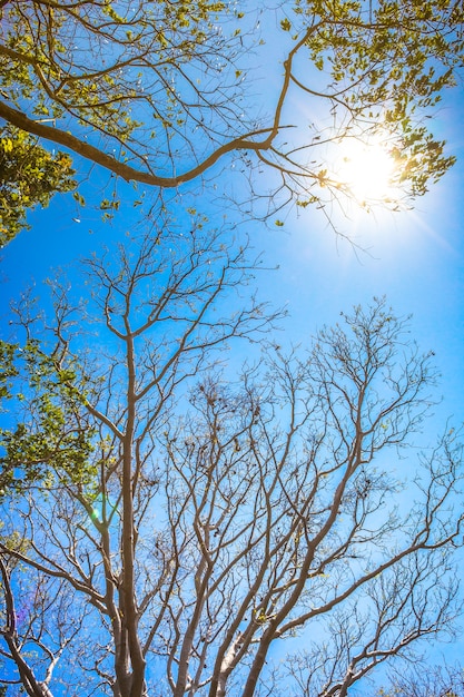 Wald Baum und Sonnenlicht