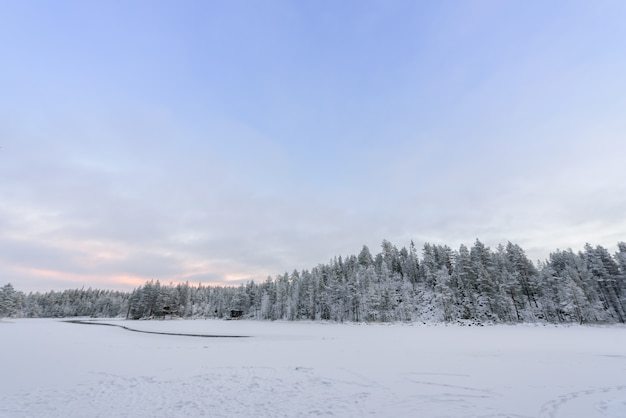 Wald bedeckt mit starken Schneefällen