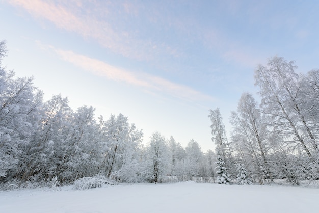 Wald bedeckt mit starken Schneefällen