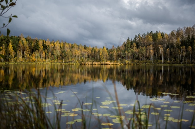 Wald der gelben Herbstbäume, die im ruhigen See sich reflektieren