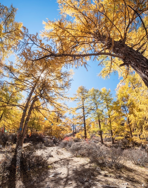 Wald der gelben Kiefer im Herbst