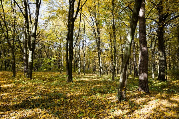 Wald, der im Herbst des Jahres auf hügeligem Gelände wächst und im Frühherbst und Mittherbst von den Sonnenstrahlen beleuchtet wird