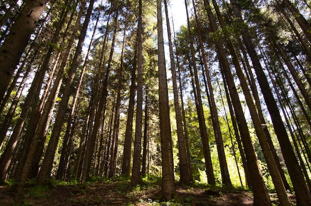 Wald dunkle Szene