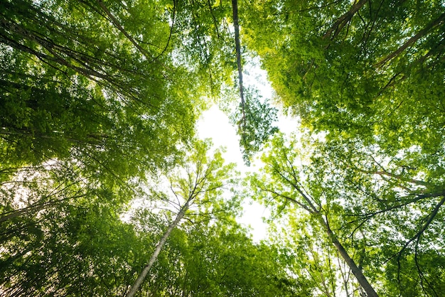 Wald, grüne Äste, blauer Himmel, Blick nach oben, schöner natürlicher Hintergrund