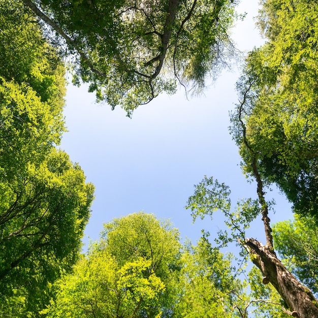 Wald, grüne Äste, blauer Himmel, Blick nach oben, schöner natürlicher Hintergrund