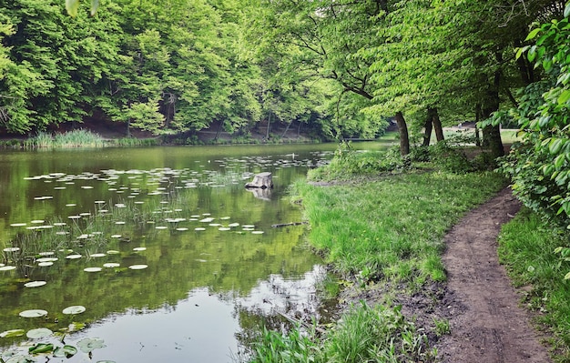 Wald Grüner Baum im Wald Natur unsere Türumgebung Landschaft mit Sonne Laub Teich See Sonnenlicht Park Üppige Sommerpflanze