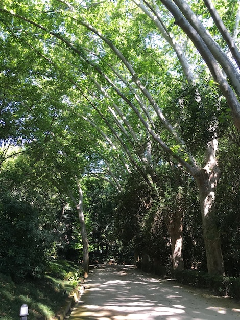 Wald im Botanischen Garten Concepcion Málaga