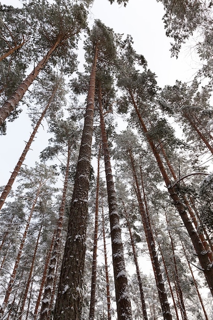 Wald im frostigen Winter