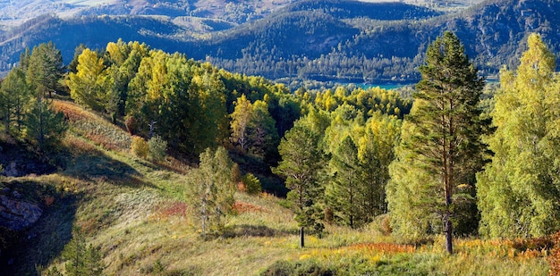 Wald im Frühherbst an einem sonnigen Tag