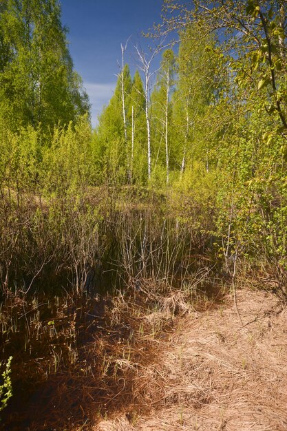 Wald im Frühjahr