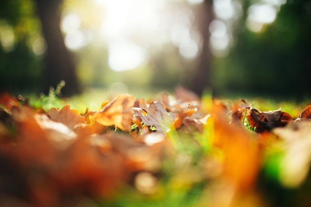 Wald im Herbst mit auf den Boden gefallenen Blättern.