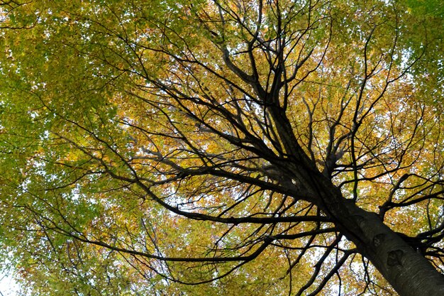 Wald im Herbst mit farbigen Bäumen