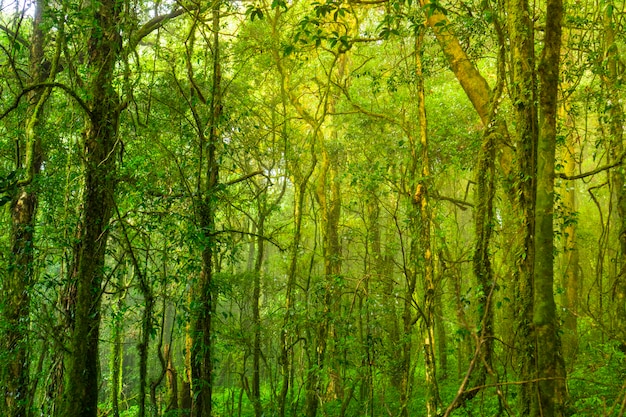 Wald im Inthanon Nationalpark Thailand