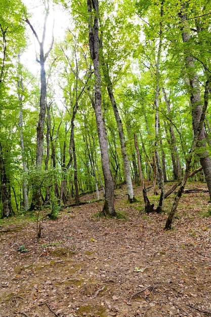 Wald im Kaukasus