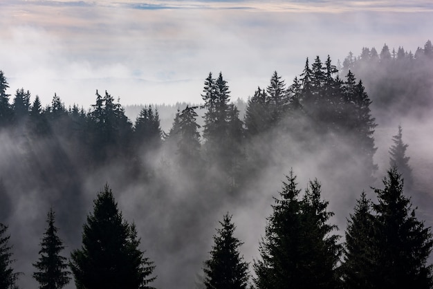 Foto wald im morgennebel. nebel geteilt durch sonnenstrahlen. nebelhafte morgenansicht im feuchten berggebiet.