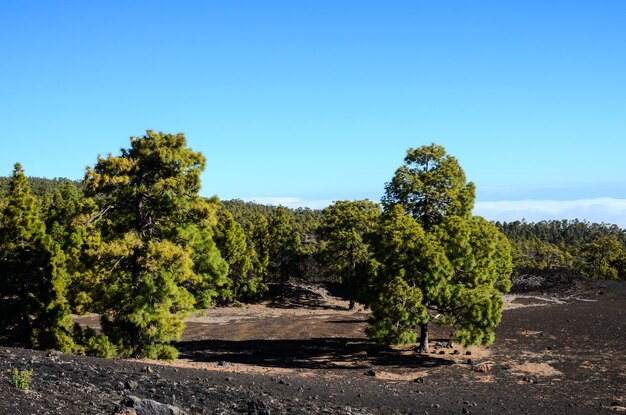 Wald im Nationalpark Teide Teneriffa