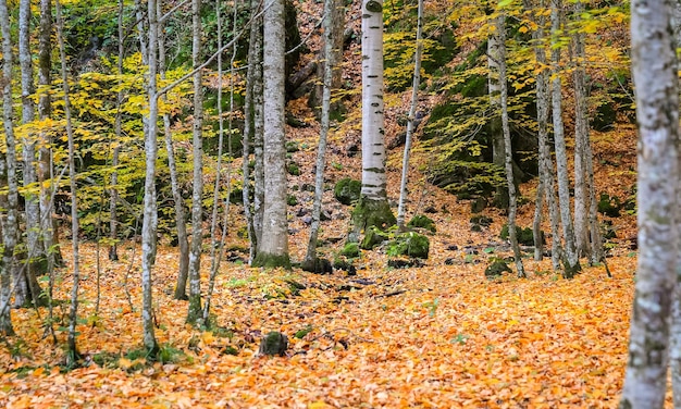 Wald im Nationalpark Yedigoller Türkei